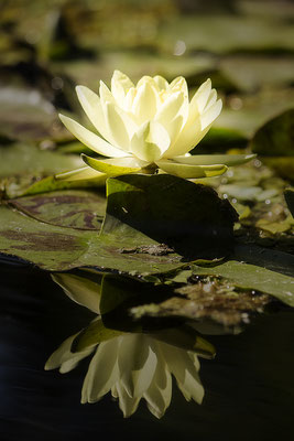 Tanz auf dem Wasser - © Helga Jaramillo Arenas - Fotografie und Poesie / September 2016