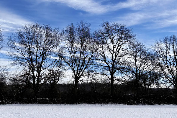 Baumgestalten © Helga Jaramillo Arenas - Fotografie und Poesie / Februar 2026