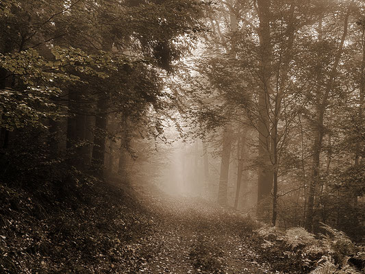 Im Wald - © Helga Jaramillo Arenas - Fotografie und Poesie / November 2025 