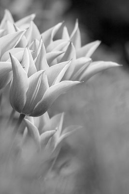 Vom Frühling geschickt (2) - © Helga Jaramillo Arenas - Fotografie und Poesie / April 2017