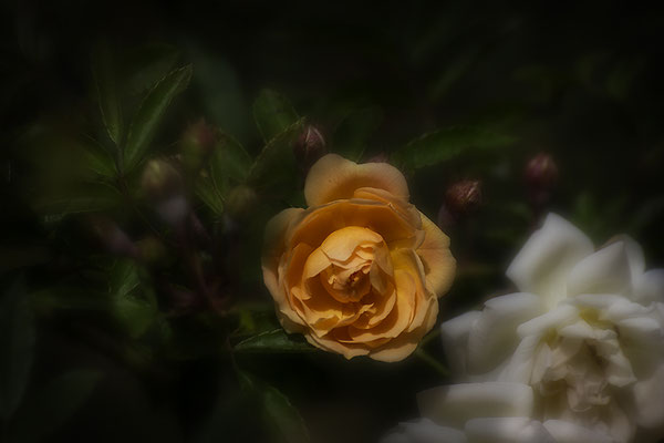 Verzauberung - © Helga Jaramillo Arenas - Fotografie und Poesie / November 2019
