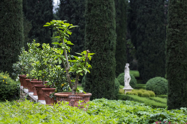 Im Garten der Schönen -  © Helga Jaramillo Arenas - Fotografie und Poesie / Januar 2021
