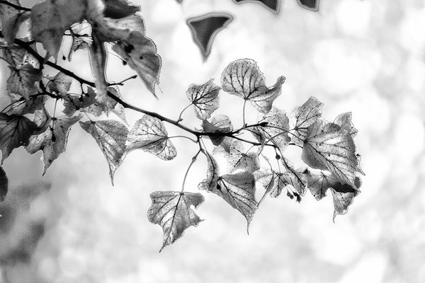 Im Vertrauen des Wandels - © Helga Jaramillo Arenas - Fotografie und Poesie / Dezember 2017 