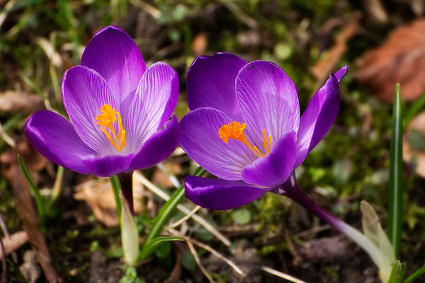 Frühlingsgrüße - © Helga Jaramillo Arenas - Fotografie und Poesie / März 2015