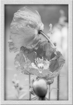 Im Mohn (1) - © Helga Jaramillo Arenas - Fotografie und Poesie / Dezember 2017