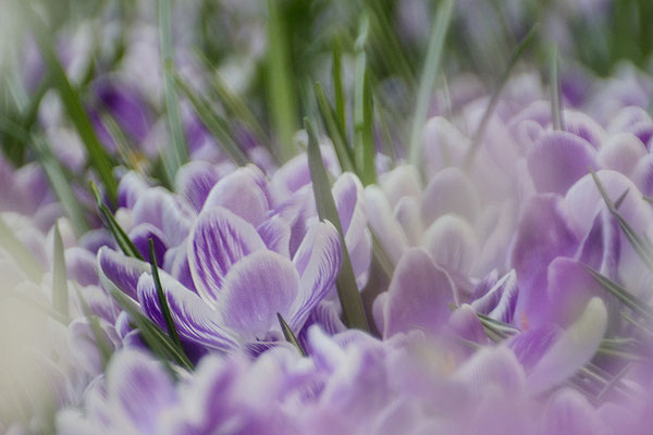 Frühlingsmeer -  © Helga Jaramillo Arenas - Fotografie und Poesie / Januar 2023