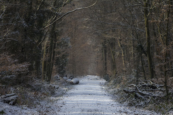 Im Schutze des Waldes - © Helga Jaramillo Arenas - Fotografie und Poesie / Januar 2026