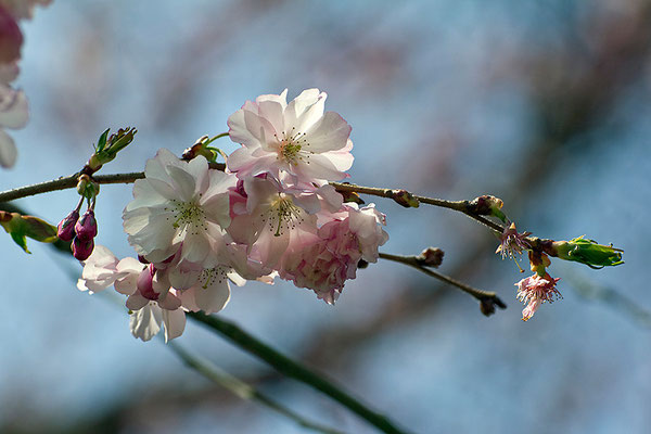 Tanz in den Frühling - © Helga Jaramillo Arenas - Fotografie und Poesie / März 2015