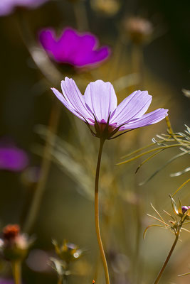 Spiegel (3) - © Helga Jaramillo Arenas - Fotografie und Poesie / August 2019