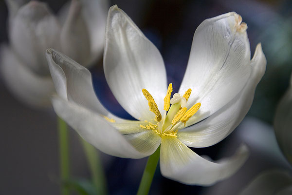 Geheimnis der Natur - © Helga Jaramillo Arenas - Fotografie und Poesie / März 2015