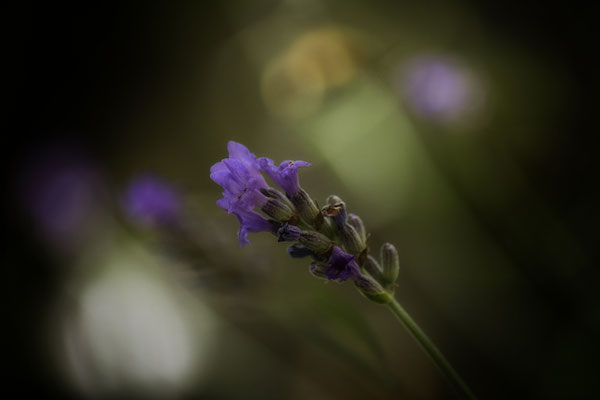 Der Duft des Lavendels - © Helga Jaramillo Arenas - Fotografie und Poesie / August 2016