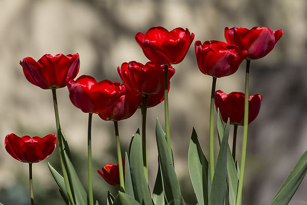 Schönheiten - © Helga Jaramillo Arenas - Fotografie und Poesie / April 2019