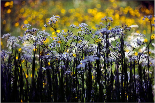 Erinnerung an einen Sommer (2) - © Helga Jaramillo Arenas - Fotografie und Poesie / Oktober 2014