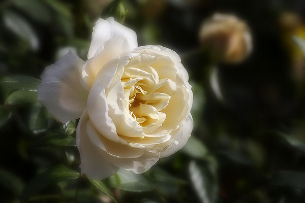 Erinnerung an einen Sommer - © Helga Jaramillo Arenas - Fotografie und Poesie / Januar 2020