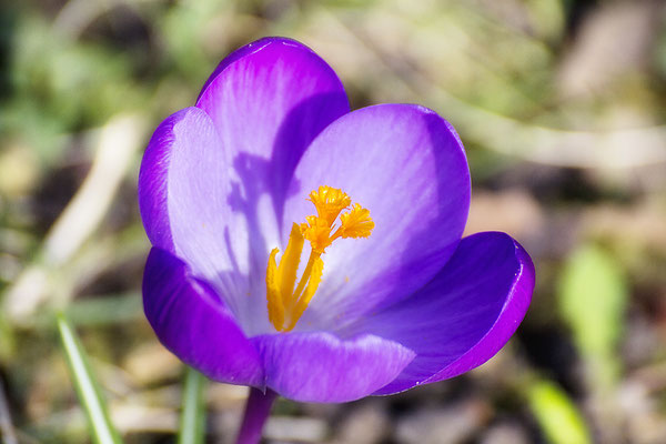 Lichter Frühling -  © Helga Jaramillo Arenas - Fotografie und Poesie / März 2024