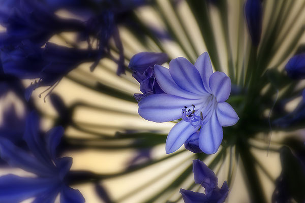 Feuerwerk der Natur - © Helga Jaramillo Arenas - Fotografie und Poesie / Juli 2017