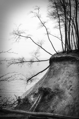 Überlebenskünstler - Kreidefelsen auf Rügen - © Helga Jaramillo Arenas - Fotografie und Poesie / März 2024