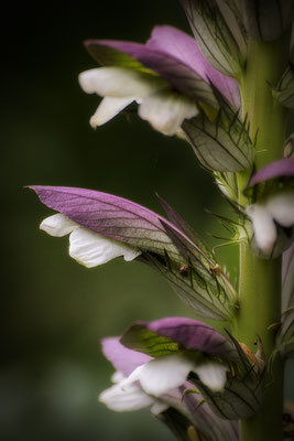 Faszinierende Pflanzenwelt - © Helga Jaramillo Arenas - Fotografie und Poesie / Juni 2018