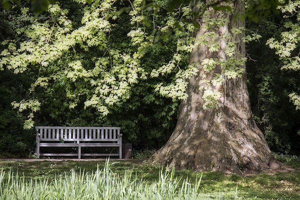 Fest verwurzelt - © Helga Jaramillo Arenas - Fotografie und Poesie / April 2018