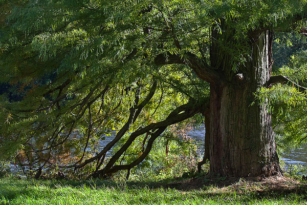 Weisheit der Bäume - © Helga Jaramillo Arenas - Fotografie und Poesie / November 2012