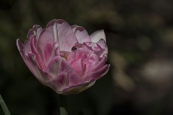 Die beste Zeit - © Helga Jaramillo Arenas - Fotografie und Poesie / April 2020