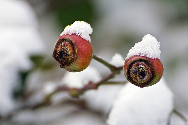 Dem Winter in die Augen geblickt - © Helga Jaramillo Arenas - Fotografie und Poesie / Januar 2016