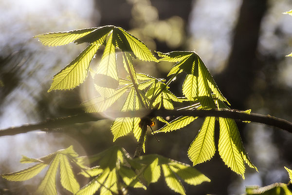 Tänzer im Licht -  © Helga Jaramillo Arenas - Fotografie und Poesie / Mai 2022