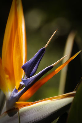 Blumensprache -  © Helga Jaramillo Arenas - Fotografie und Poesie / Mai 2022