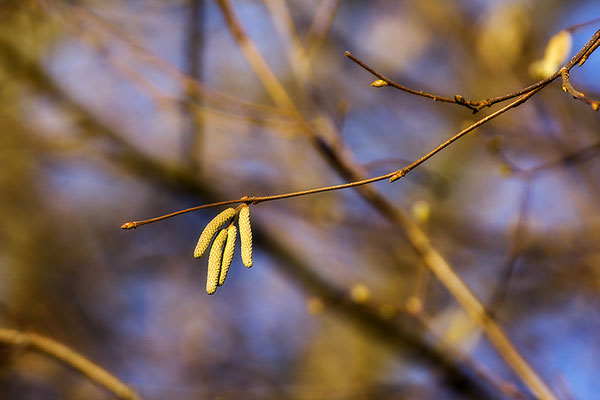 Tänzer im Wind -  © Helga Jaramillo Arenas - Fotografie und Poesie / Januar 2024