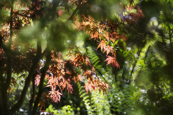 Das Leuchten -  © Helga Jaramillo Arenas - Fotografie und Poesie / Juni 2021 