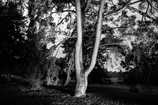 Der Baum (1) - © Helga Jaramillo Arenas - Fotografie und Poesie / September 2018