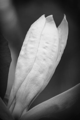 Nackt - © Helga Jaramillo Arenas - Fotografie und Poesie / Mai 2026