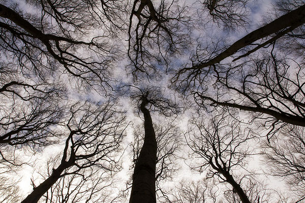 Baumgestalten II. -  © Helga Jaramillo Arenas - Fotografie und Poesie / März 2024