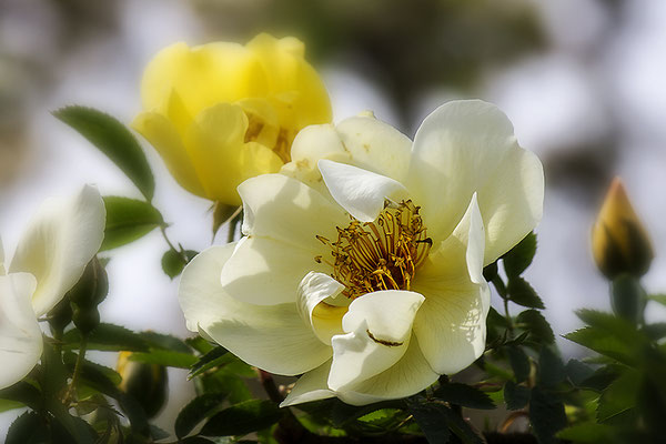 Kraft der Natur - © Helga Jaramillo Arenas - Fotografie und Poesie / Januar 2019
