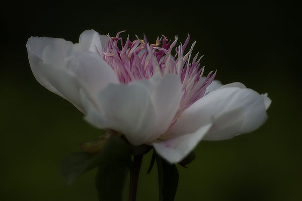 Lebenslust - © Helga Jaramillo Arenas - Fotografie und Poesie / Juni 2017