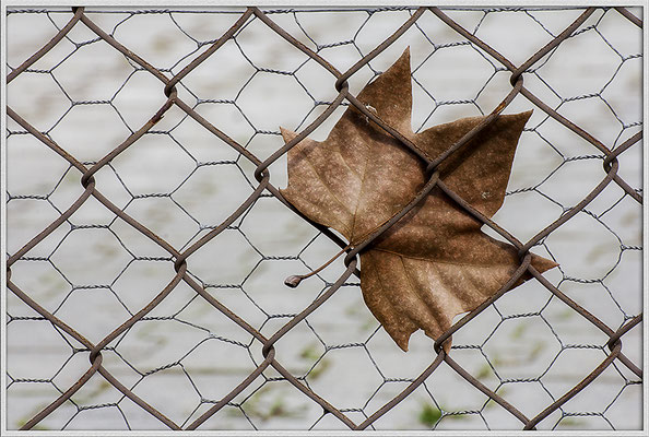 Der festgehaltene Herbst - © Helga Jaramillo Arenas - Fotografie und Poesie / April 2019