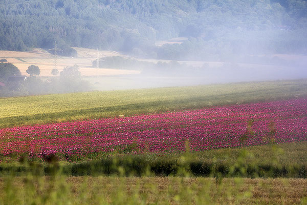wenn die Nebel steigen - © Helga Jaramillo Arenas - Fotografie und Poesie / Juli 2024