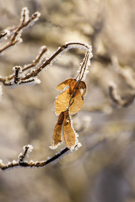In der Kälte erstarrt -  © Helga Jaramillo Arenas - Fotografie und Poesie / Dezember 2022