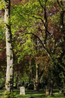 Frühlingsfarben - © Helga Jaramillo Arenas - Fotografie und Poesie / Mai 2025