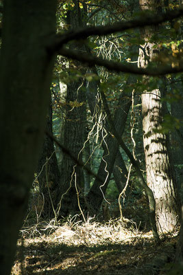 In den Wald geschaut - © Helga Jaramillo Arenas - Fotografie und Poesie / Januar 2019