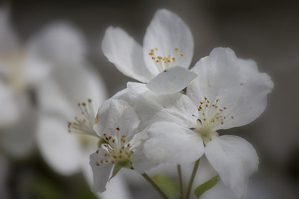 Sehnsucht nach den Blüten - © Helga Jaramillo Arenas - Fotografie und Poesie / Januar 2019