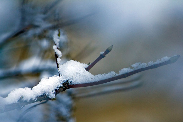 Wenn der Winter träumt - © Helga Jaramillo Arenas - Fotografie und Poesie / Januar 2016