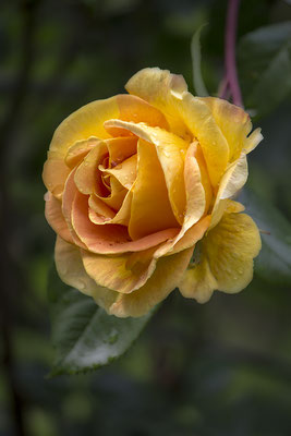 Liebkosender Regen -  © Helga Jaramillo Arenas - Fotografie und Poesie / Februar 2023