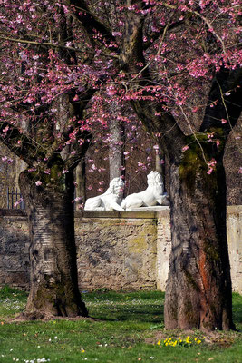 Beschützer des Frühlings / Schloßgarten Schwetzingen - © Helga Jaramillo Arenas - Fotografie und Poesie / März 2015