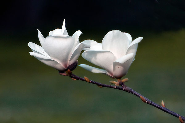 Zarter Hauch des Frühlings - © Helga Jaramillo Arenas - Fotografie und Poesie / Mai 2015