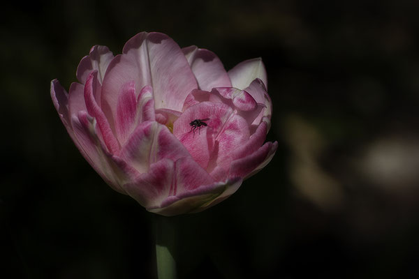 Gastlichkeit - © Helga Jaramillo Arenas - Fotografie und Poesie / Mai 2019