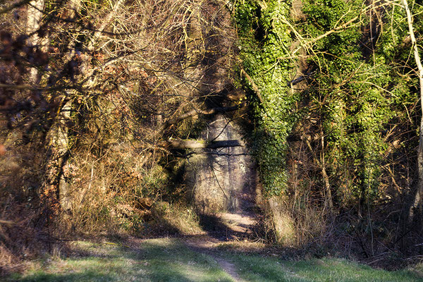 Die Einladung des Waldes -  © Helga Jaramillo Arenas - Fotografie und Poesie / Januar 2024