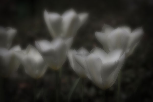 Feentanz - © Helga Jaramillo Arenas - Fotografie und Poesie / April 2019