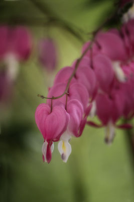 Ich schenk´ Dir mein Herz - © Helga Jaramillo Arenas - Fotografie und Poesie / Januar 2019