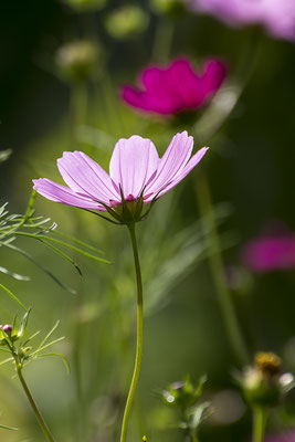Spiegel (1) - © Helga Jaramillo Arenas - Fotografie und Poesie / August 2019